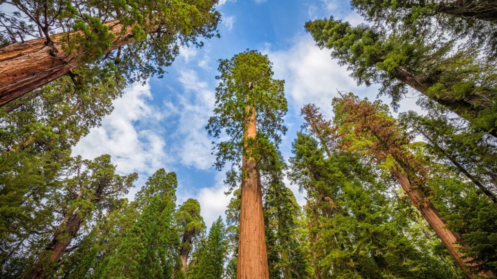 20 Off-the-Beaten-Path Spots in U.S. National Parks 12 Redwood National and State Parks