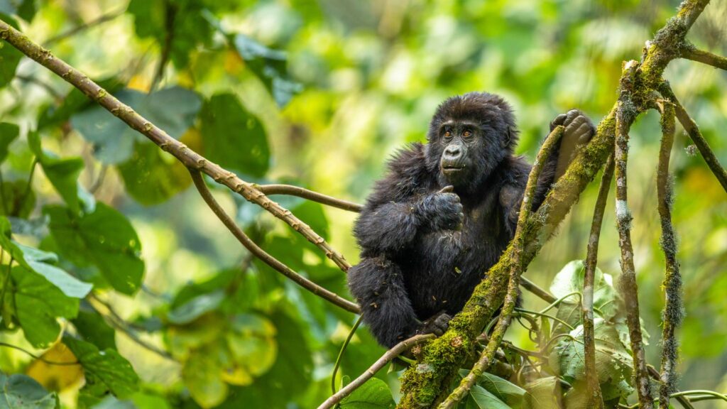 Bwindi Impenetrable Forest