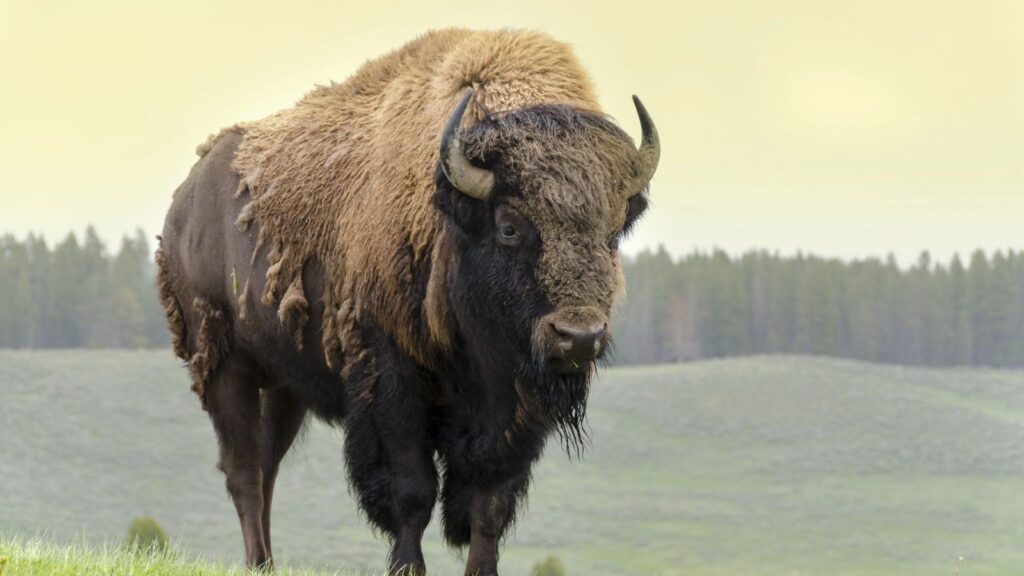 Yellowstone National Park