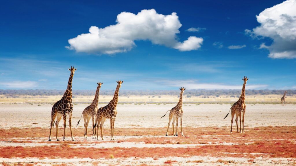 Etosha National Park