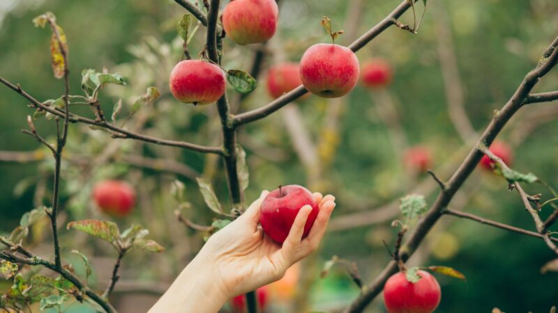 18 Towns Across the U.S. Where Apple Picking Is the Highlight of Fall ...