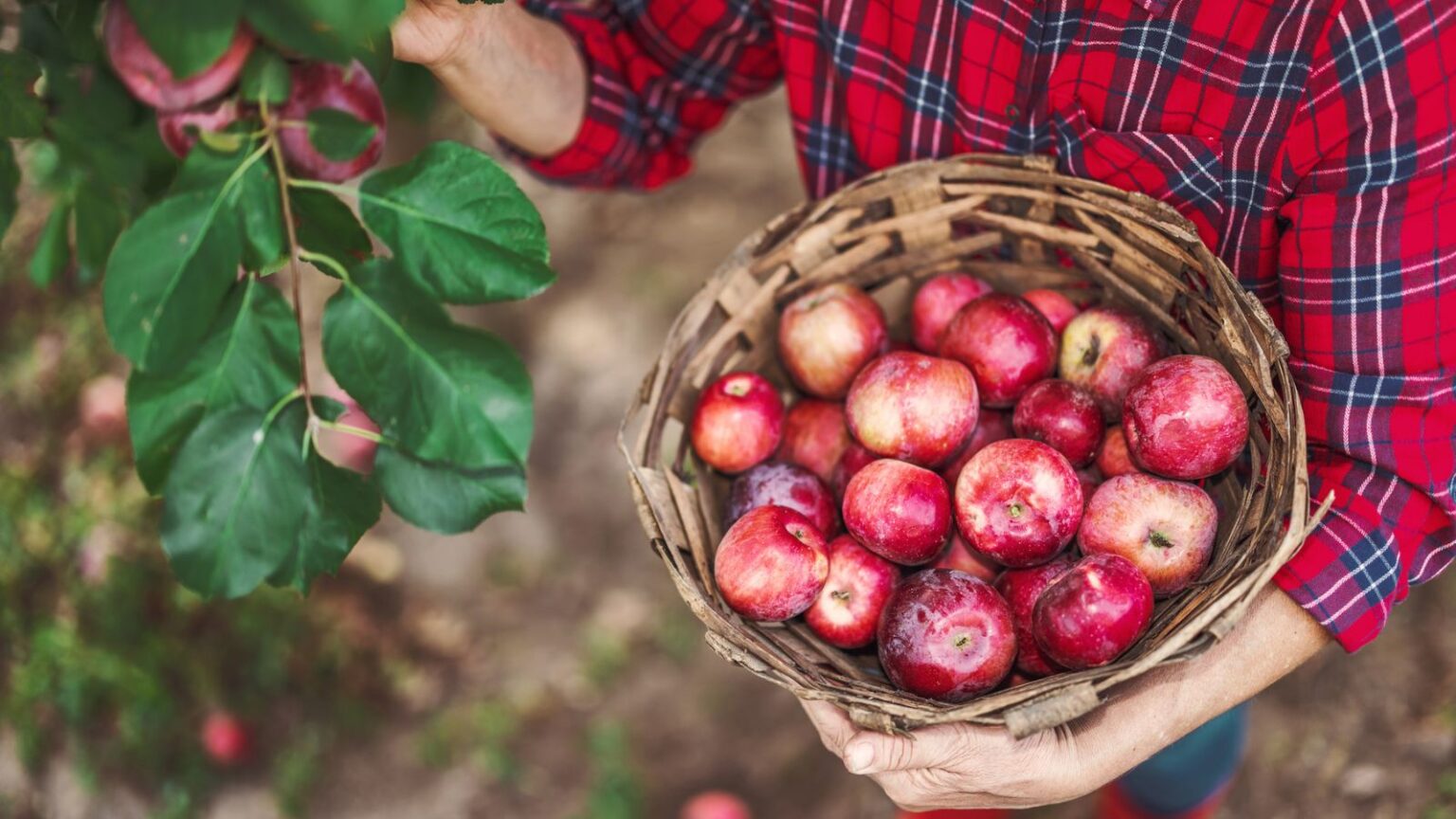 18 Towns Across the U.S. Where Apple Picking Is the Highlight of Fall ...
