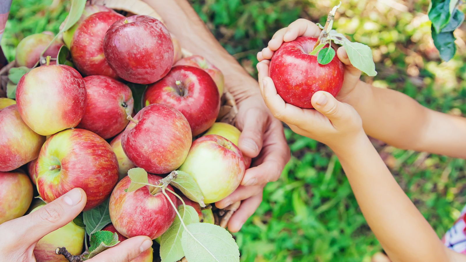 18 Towns Across the U.S. Where Apple Picking Is the Highlight of Fall ...