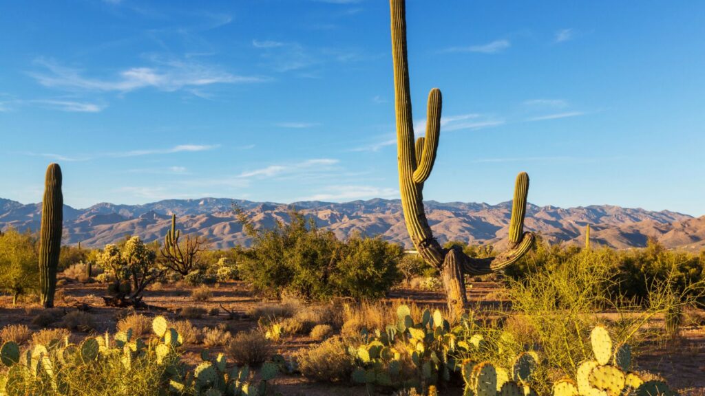 Saguaro National Park