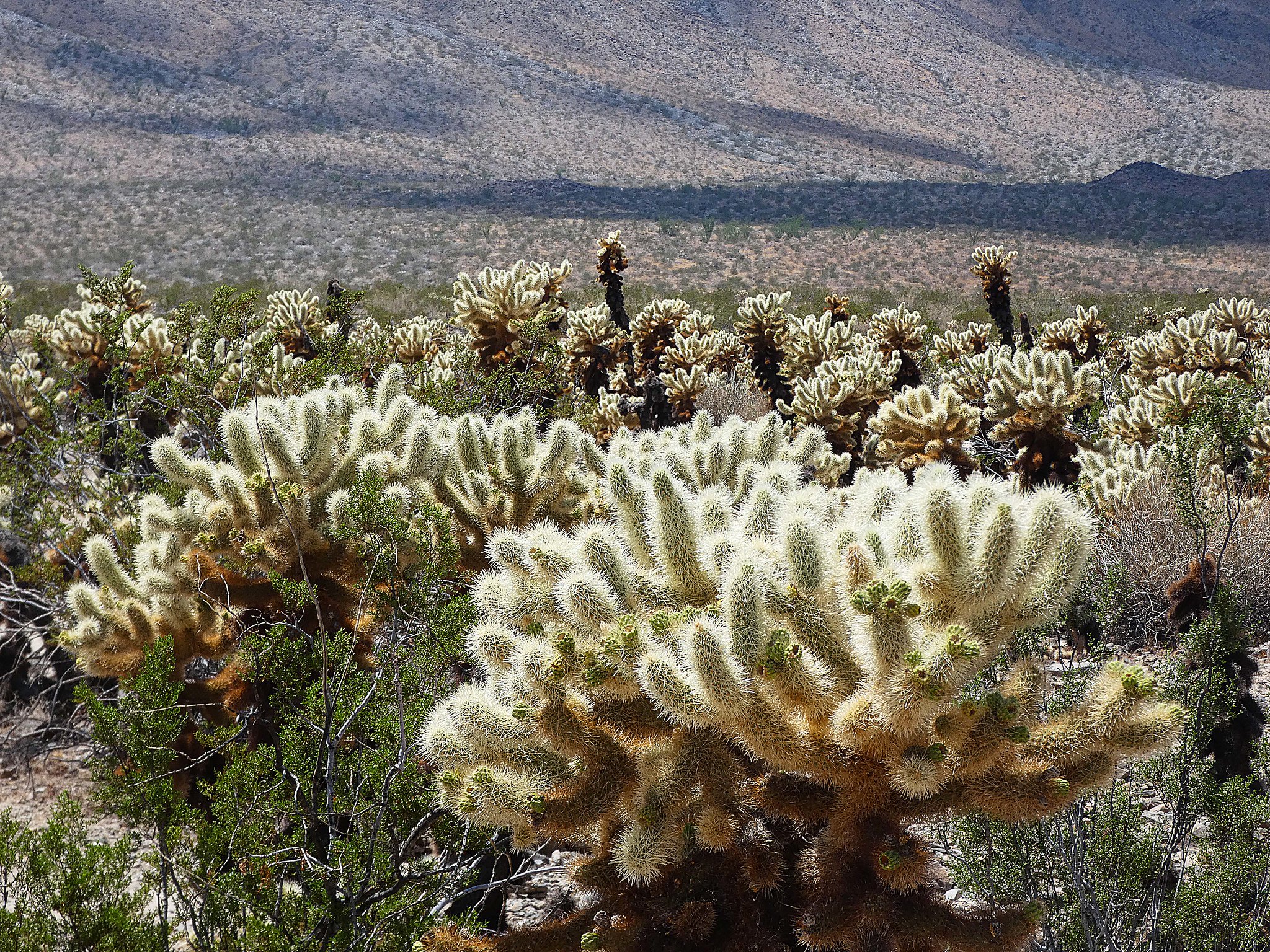 18 Incredible U.S. National Parks You Can Enjoy Without Spending a Fortune 3 51942588299 379e68d8a7 k