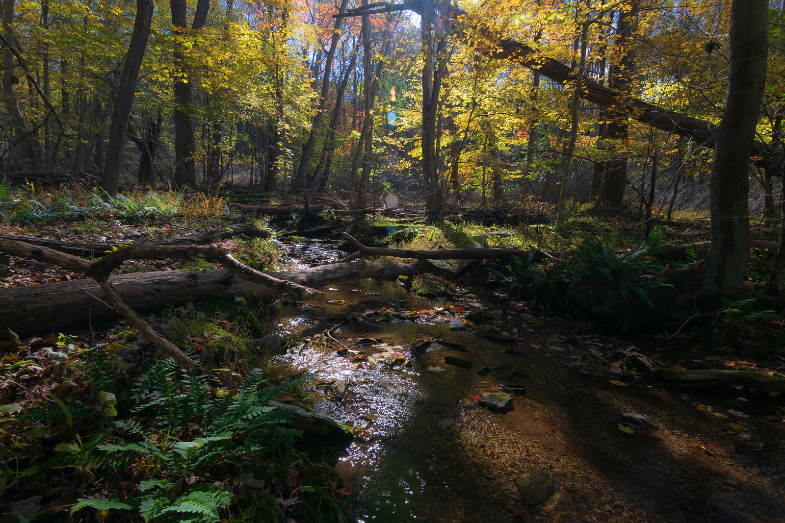 Top 18 Breathtaking Parks on the East Coast for Every Nature Lover 13 30876516037 525e6763da h