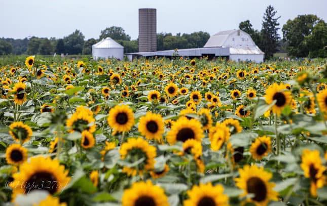 452953251 804543778492337 4920409278332141378 n