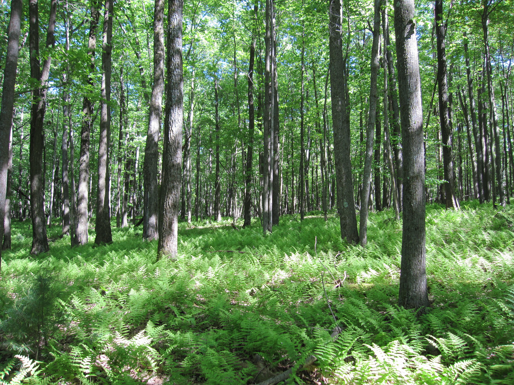 Top 18 Breathtaking Parks on the East Coast for Every Nature Lover 14 6299040861 f1886c1757 k