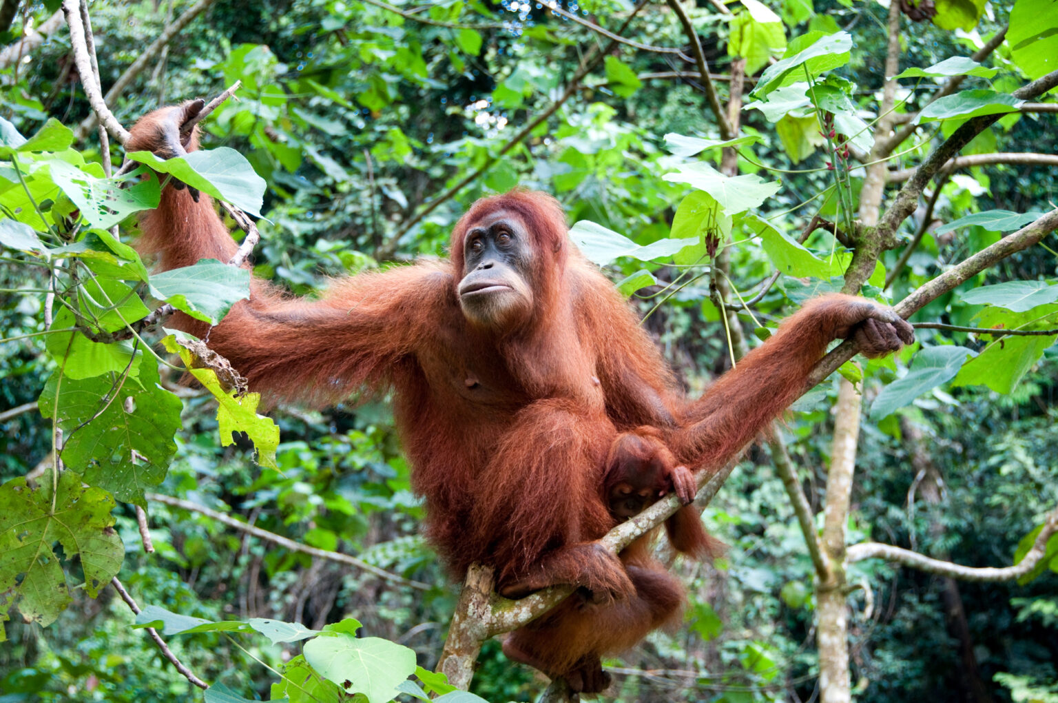 20 of the Most Majestic and Mind-Blowing Creatures on the Planet and ...