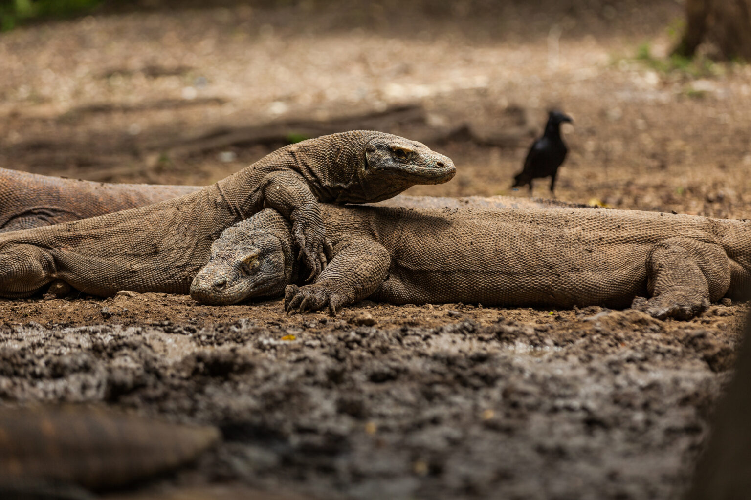 20 of the Most Majestic and Mind-Blowing Creatures on the Planet and ...